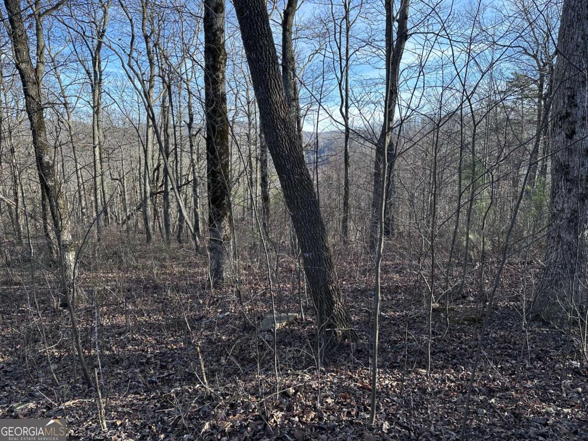 275 Andes Ridge Talking Rock, GA 30175 - Photo 7 of 22 a view of a yard with trees