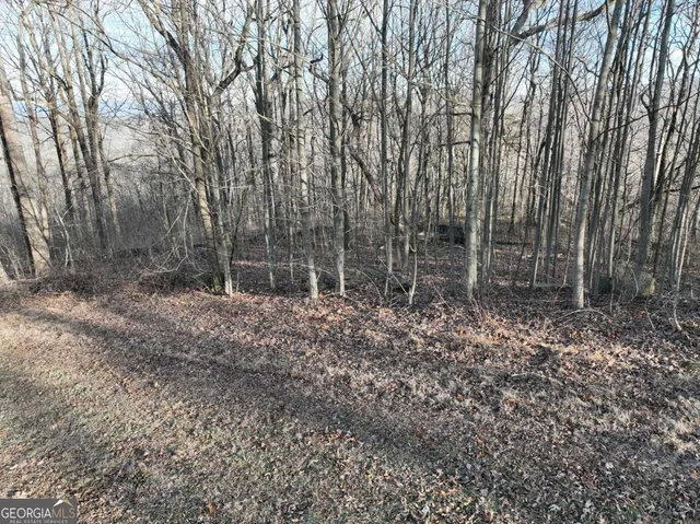 a view of a yard with large trees