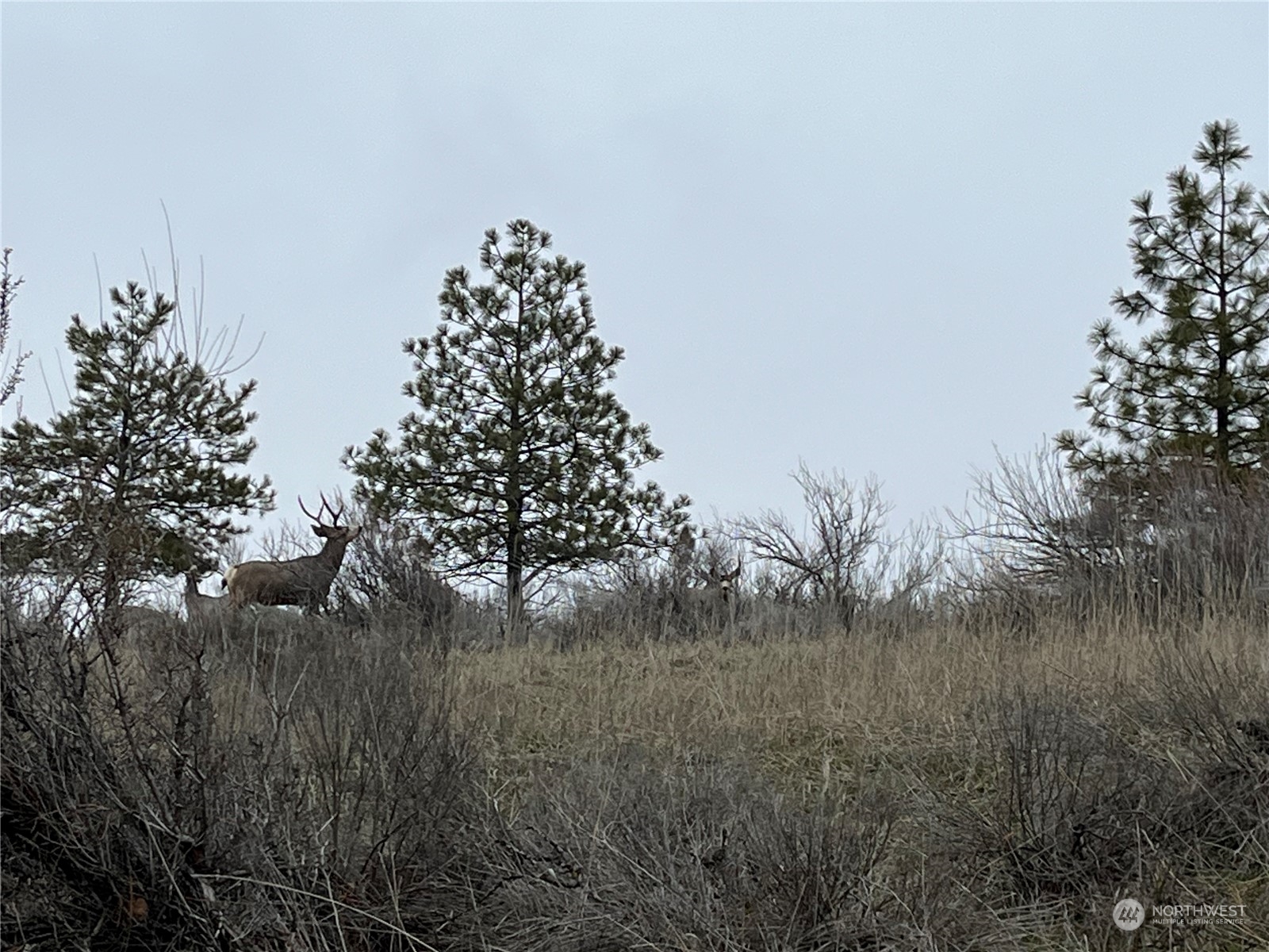 0 Miles Creston Road North, Unit LOT 7 Davenport, WA 99122 - Photo 15 of 16 a view of a garden