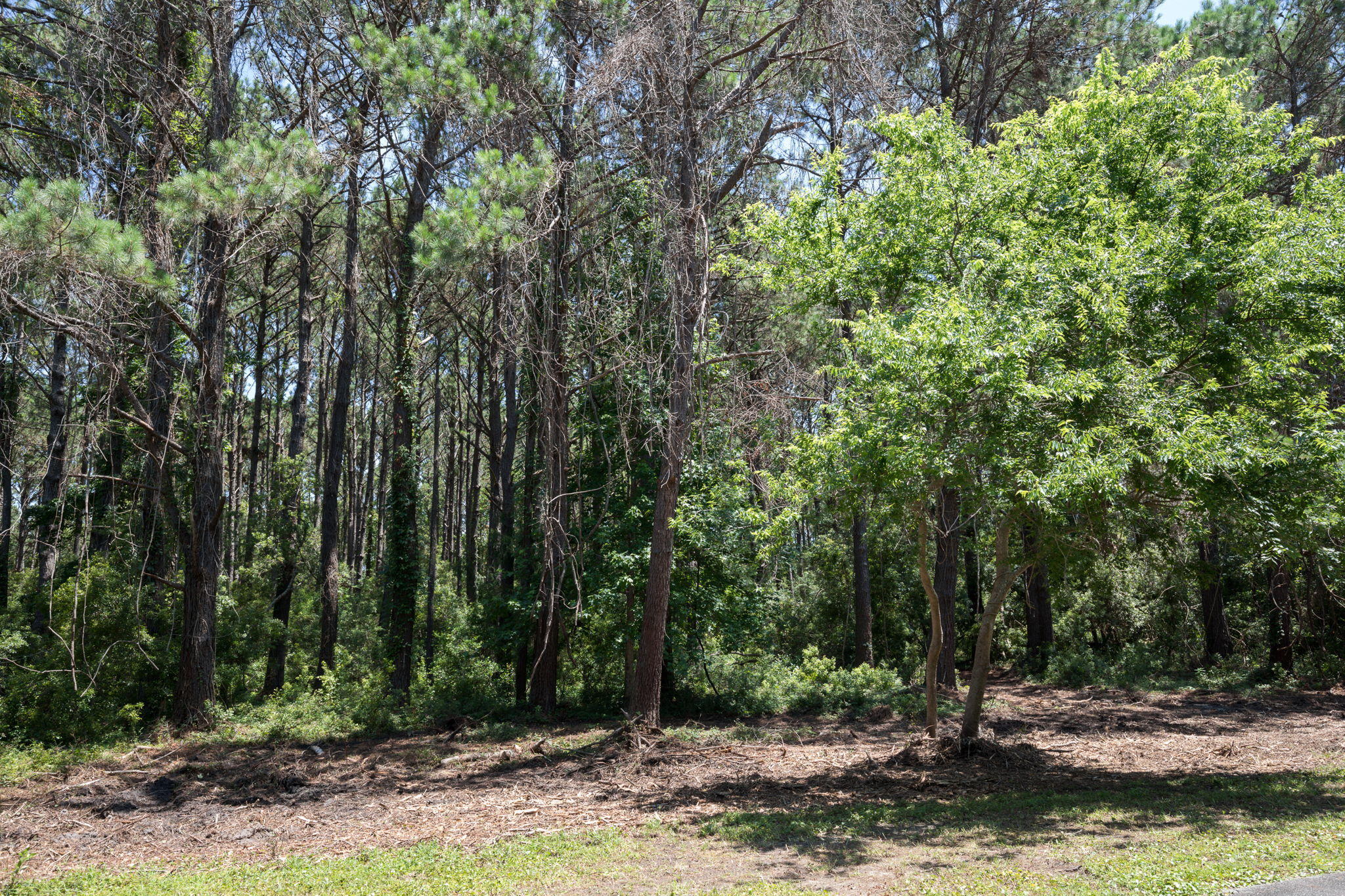 23 Longmarsh Road Awendaw, SC 29429 - Photo 6 of 41 Lot