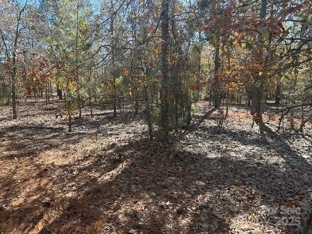 a view of a large tree