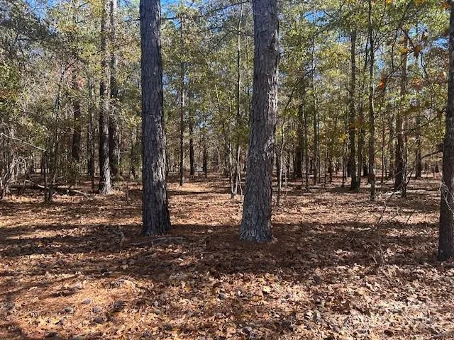 a view of trees with trees