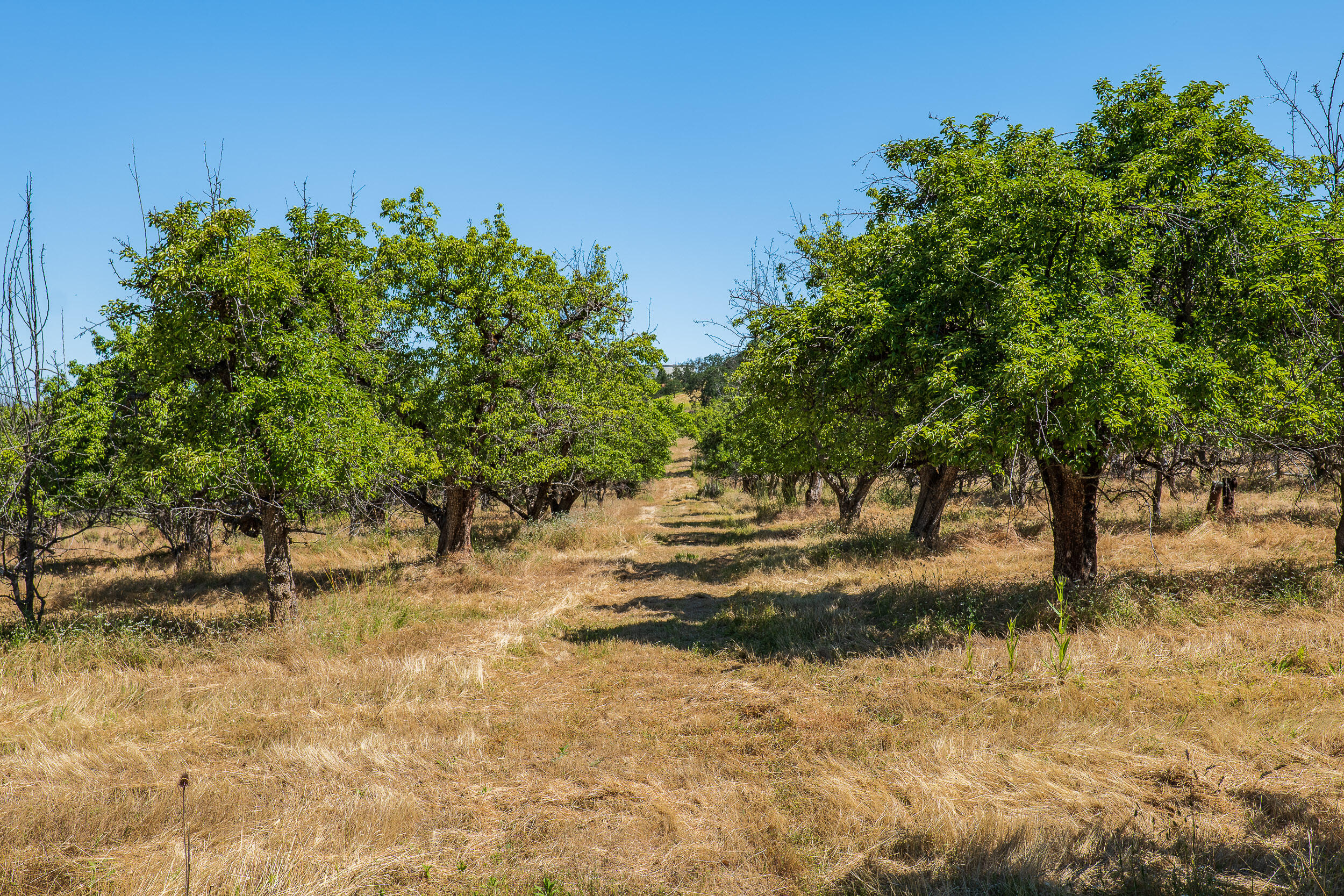 0 Dark Hollow Road Medford, OR 97501 - Photo 10 of 17 10Dark Hollow Farm