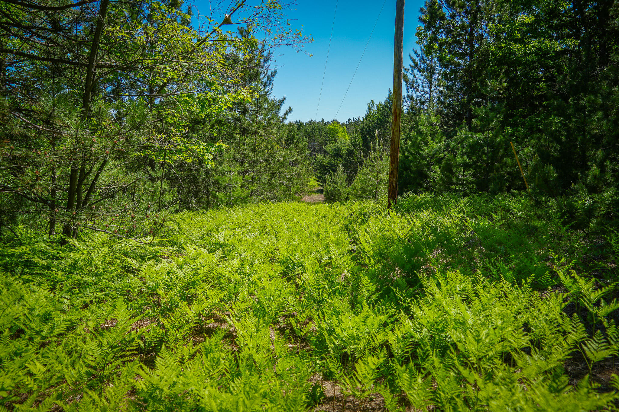 Parcel C Niemi Road Kaleva, MI 49645 - Photo 10 of 28 DSC00262