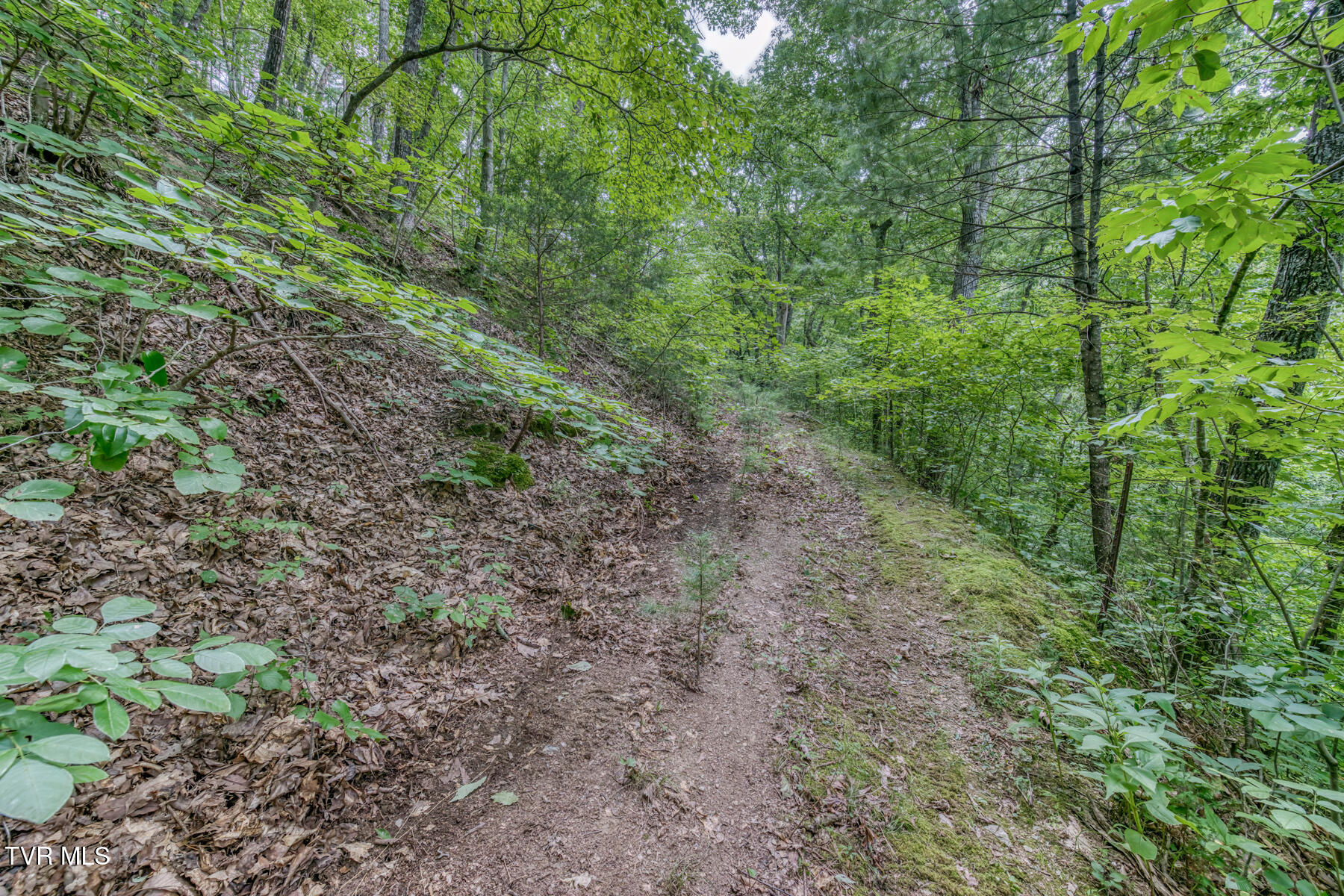 176 Wade Bulla Road Watauga, TN 37694 - Photo 39 of 62 176 Wade Bulla Rd-37