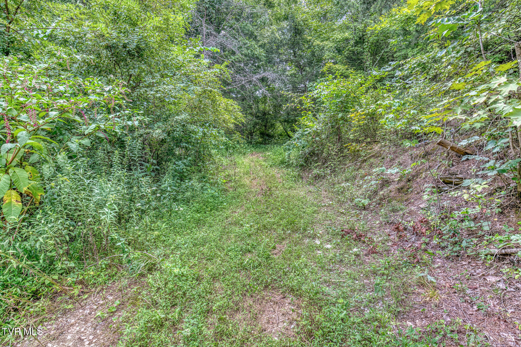 176 Wade Bulla Road Watauga, TN 37694 - Photo 41 of 62 176 Wade Bulla Rd-39