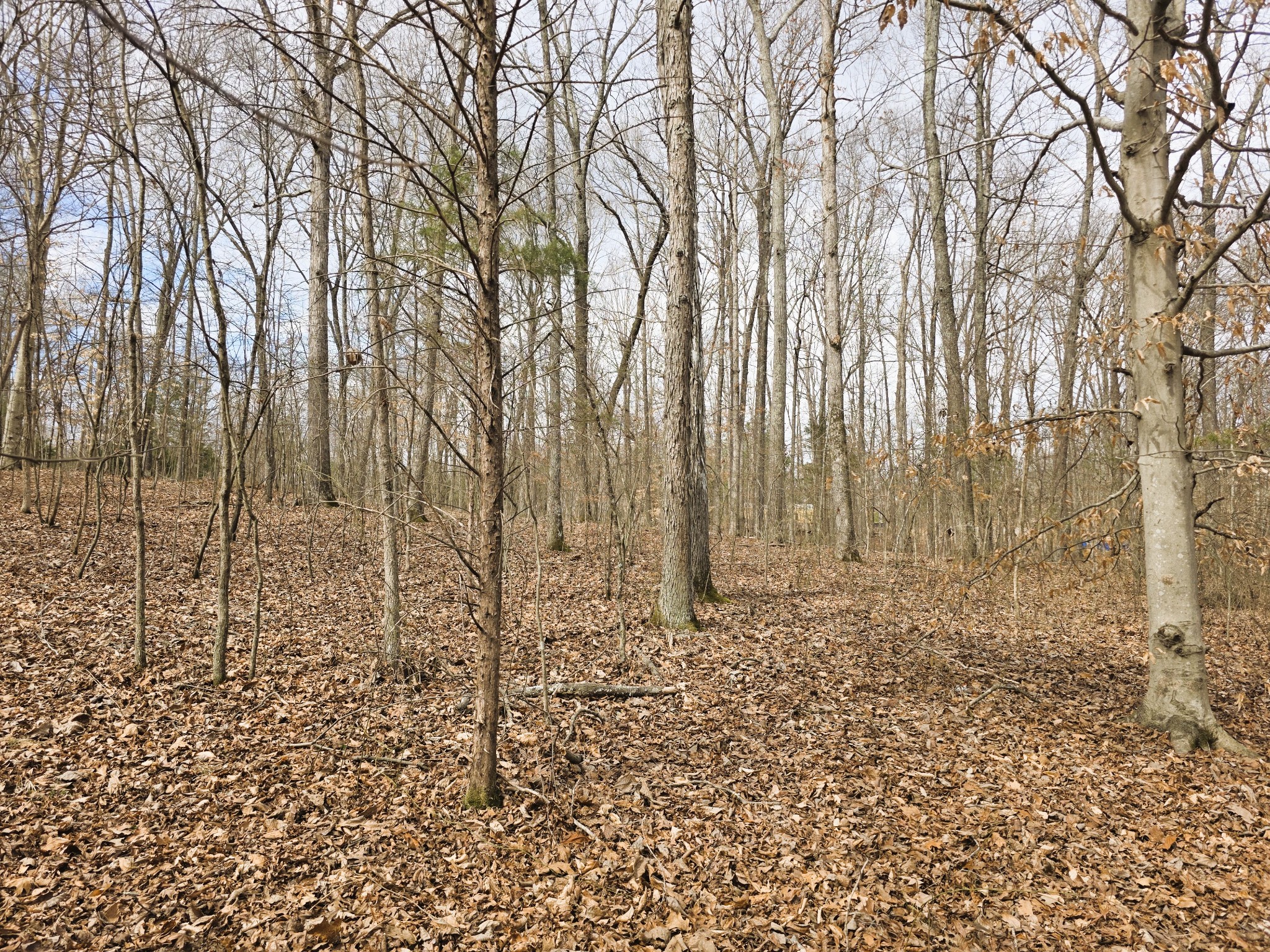 0 Midfield Road Big Sandy, TN 38221 - Photo 6 of 10 Gallery Image 6