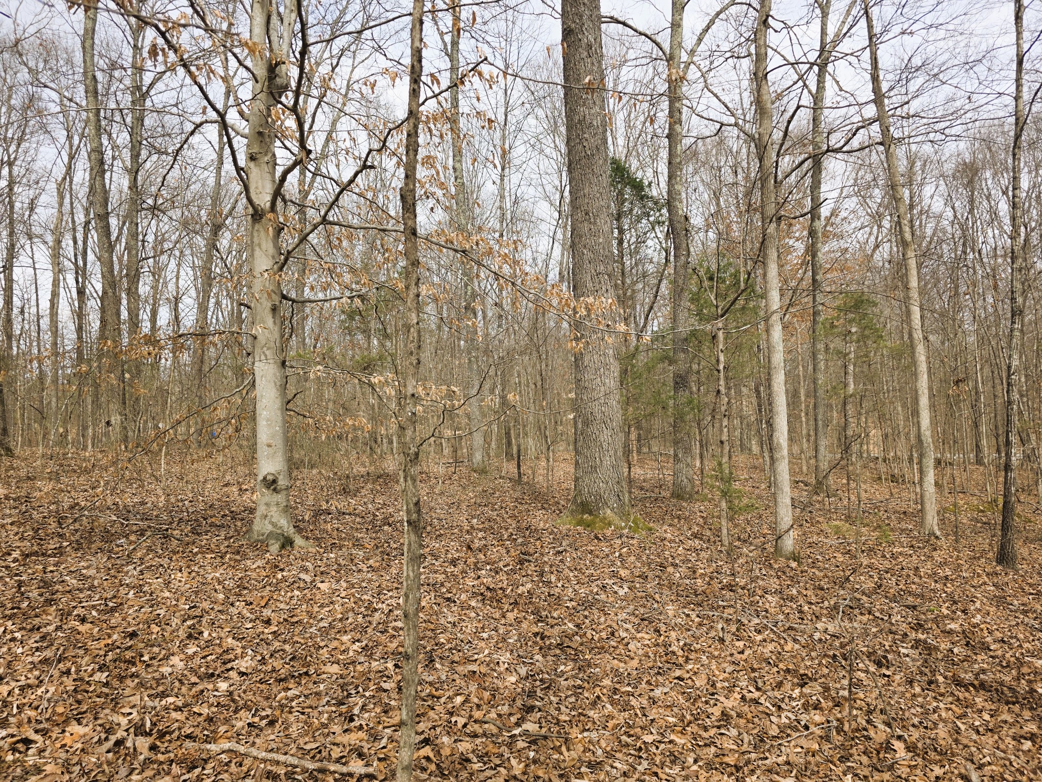 0 Midfield Road Big Sandy, TN 38221 - Photo 7 of 10 Gallery Image 7