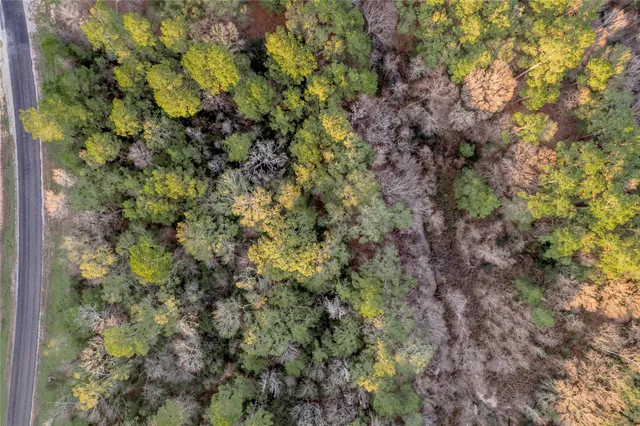 a view of a plants of a tree