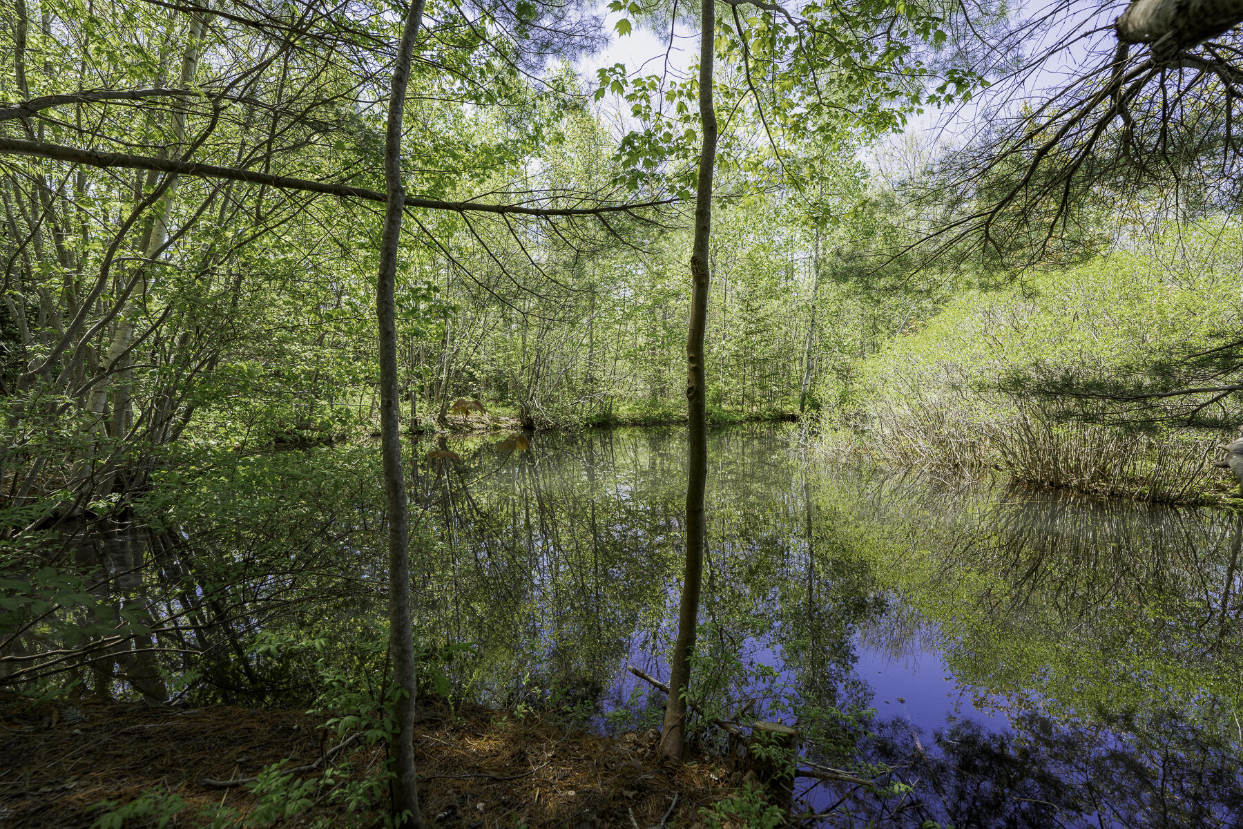 2208 Friendship Road Waldoboro, ME 04572 - Photo 63 of 76 Pond