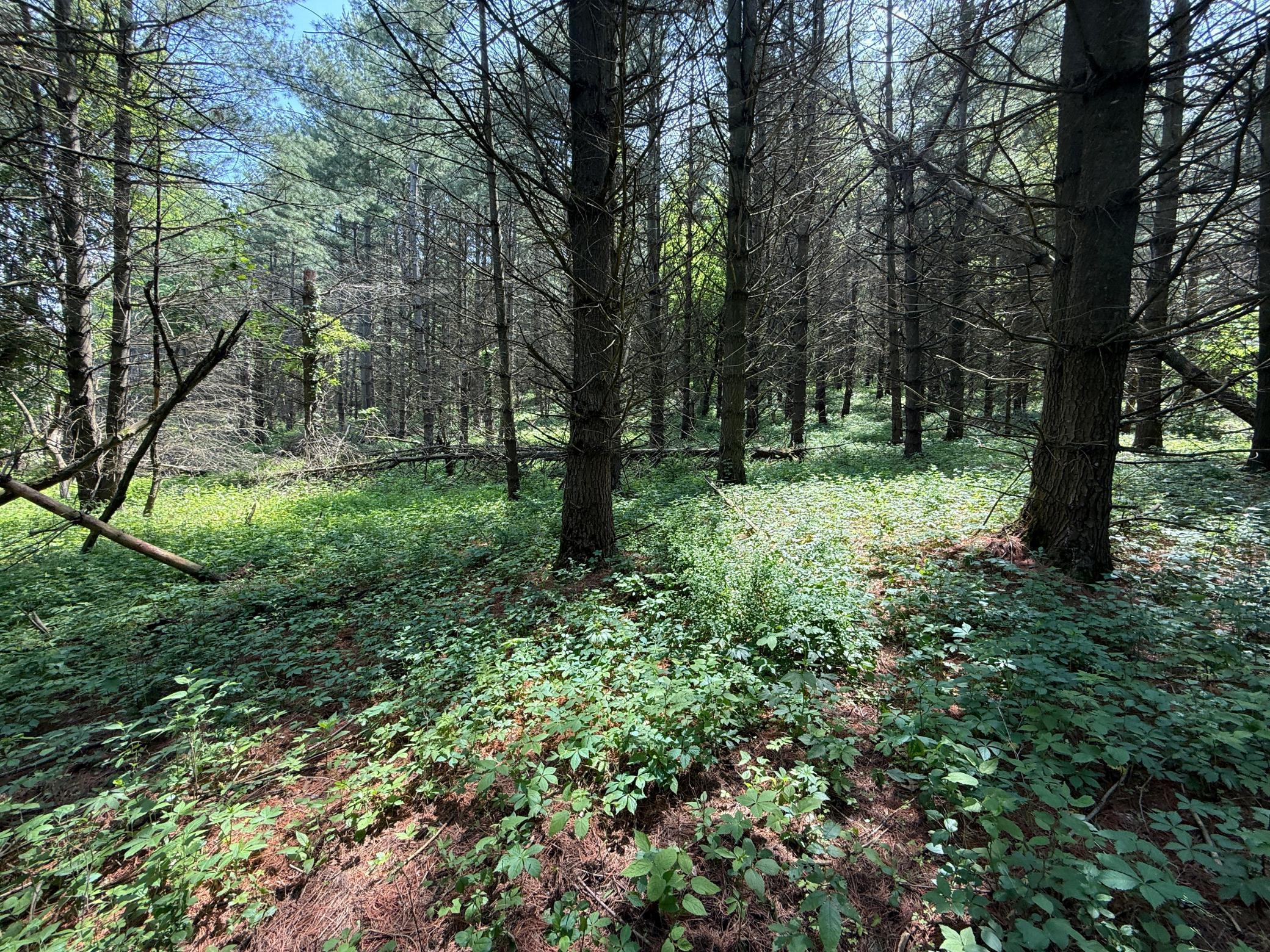 13 Rd Houston Mn 55943 Road Houston, MN 55943 - Photo 29 of 48