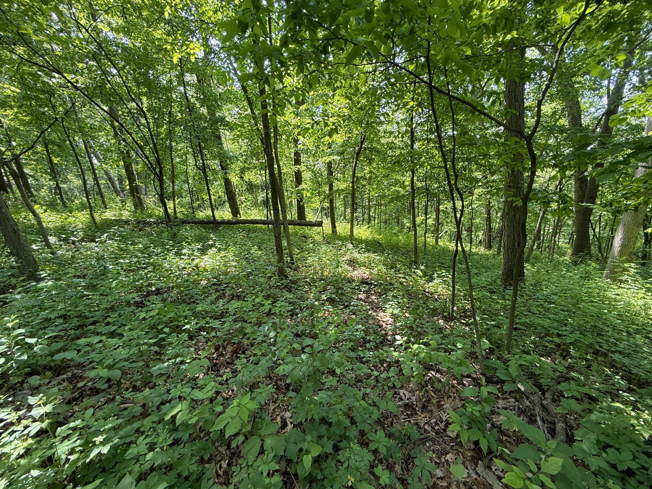 13 Rd Houston Mn 55943 Road Houston, MN 55943 - Photo 32 of 48