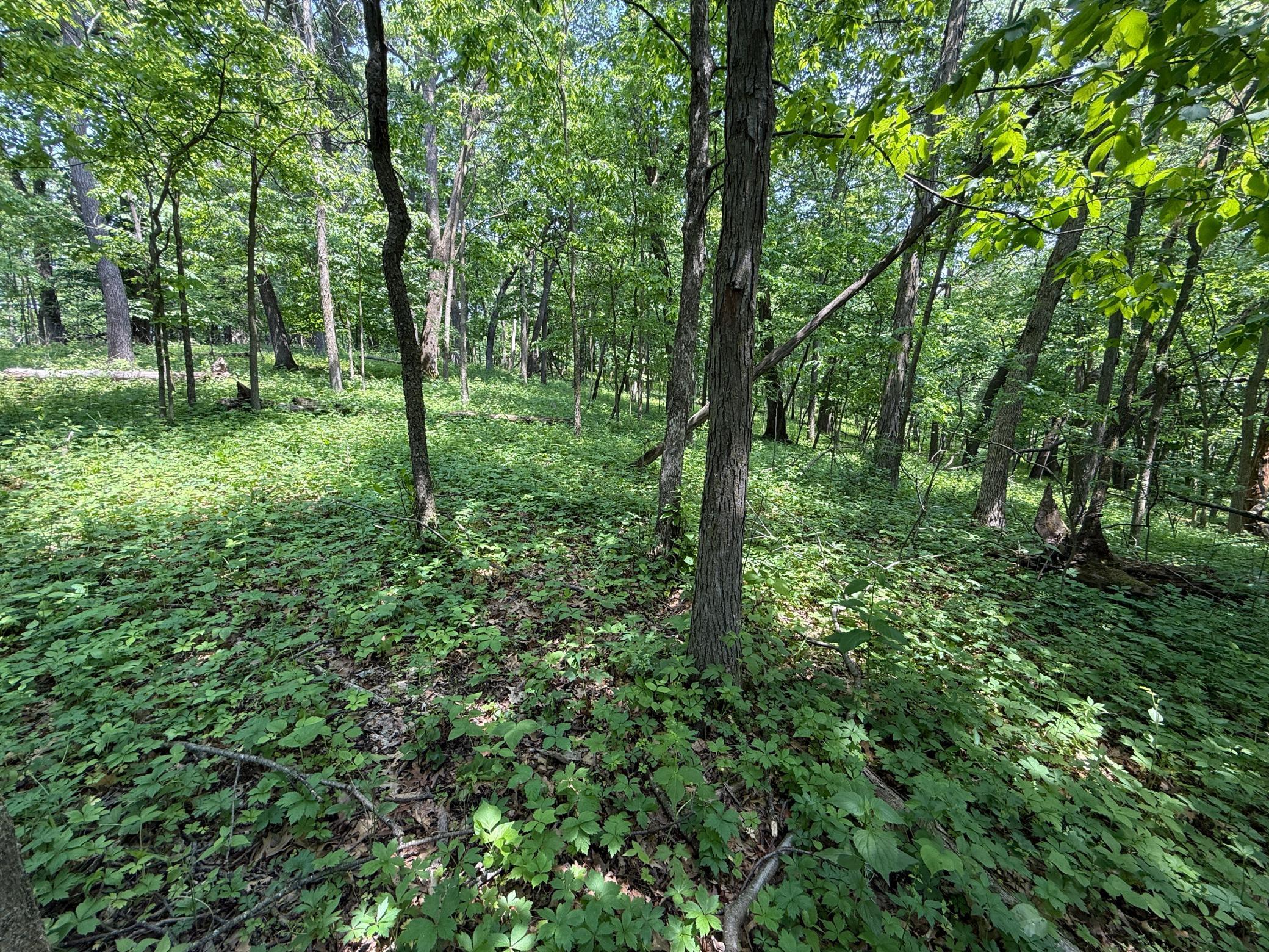 13 Rd Houston Mn 55943 Road Houston, MN 55943 - Photo 34 of 48