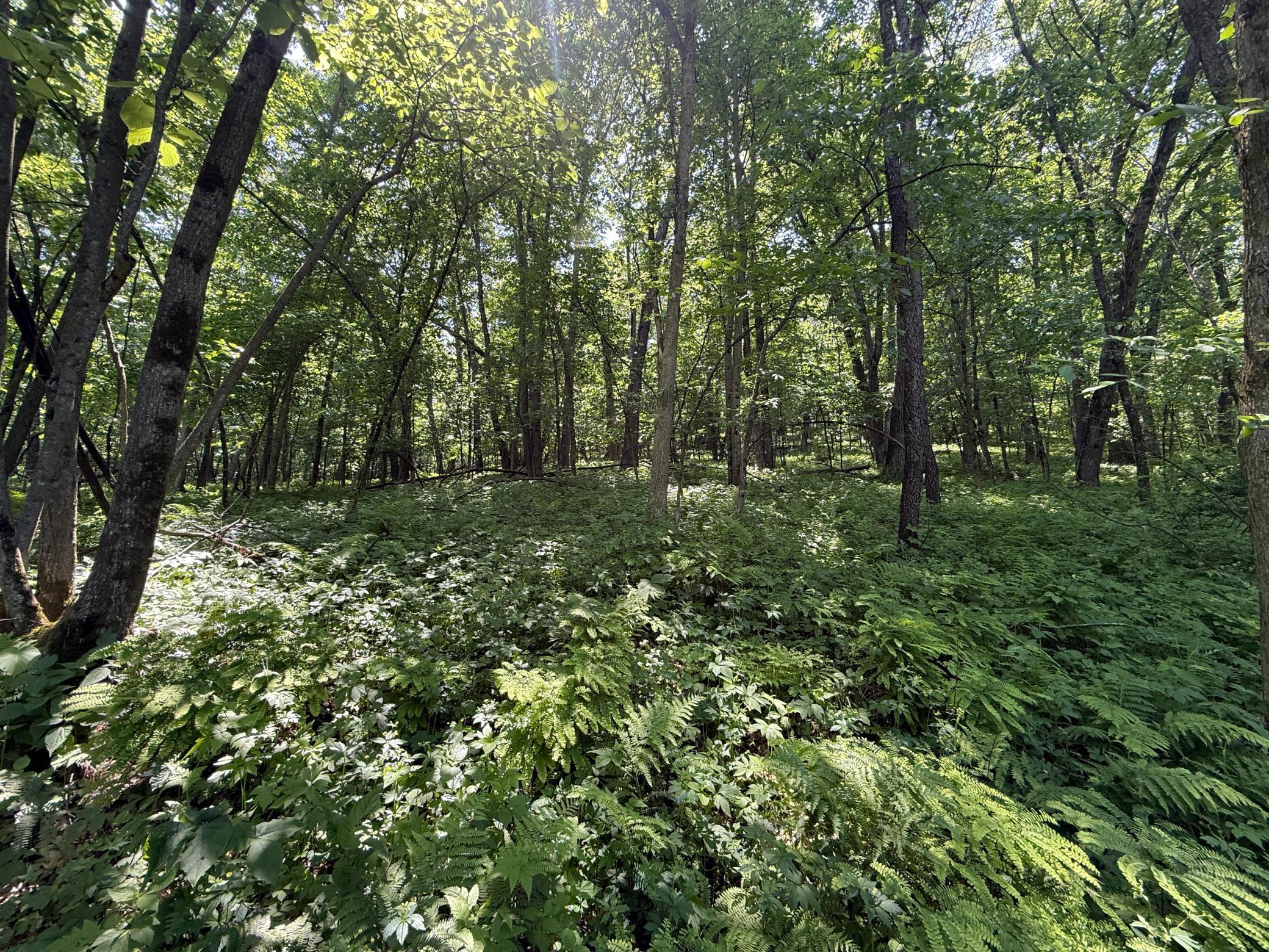 13 Rd Houston Mn 55943 Road Houston, MN 55943 - Photo 41 of 48