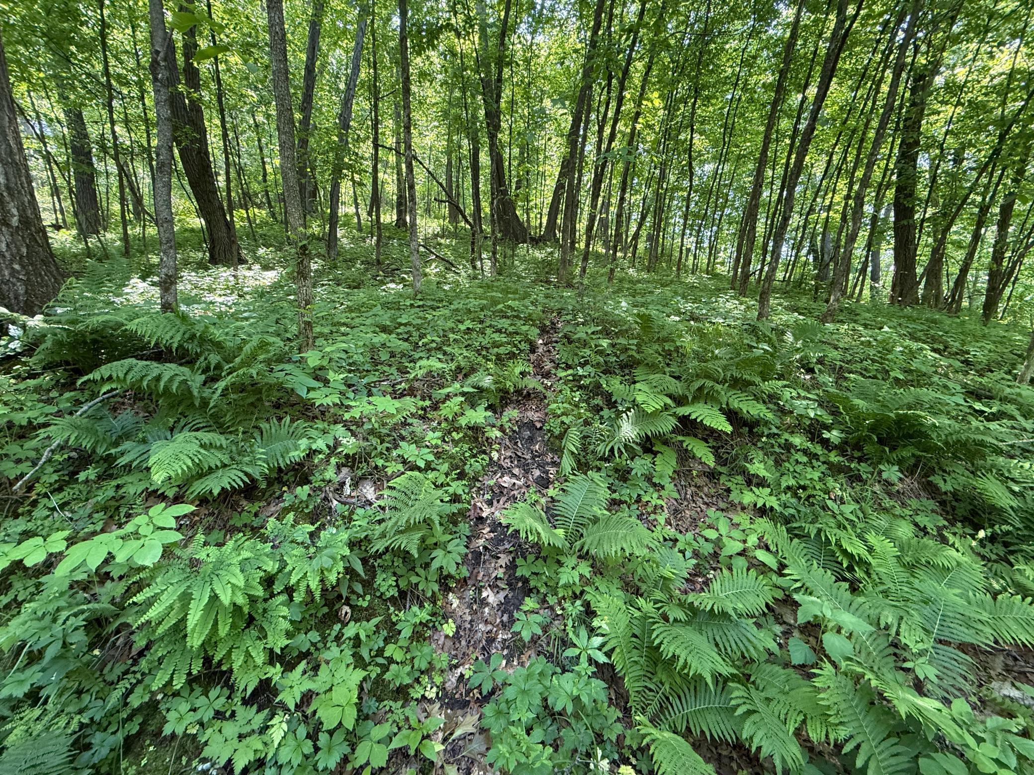 13 Rd Houston Mn 55943 Road Houston, MN 55943 - Photo 43 of 48