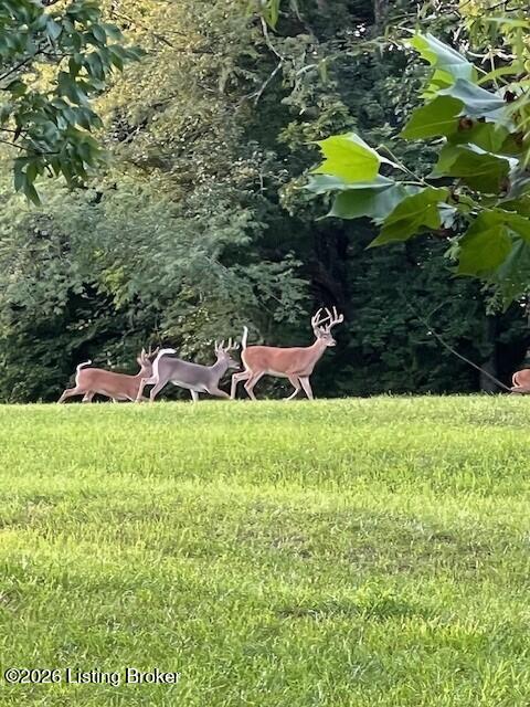 2300 Long Run Road Louisville, KY 40245 - Photo 107 of 113 Deer 2