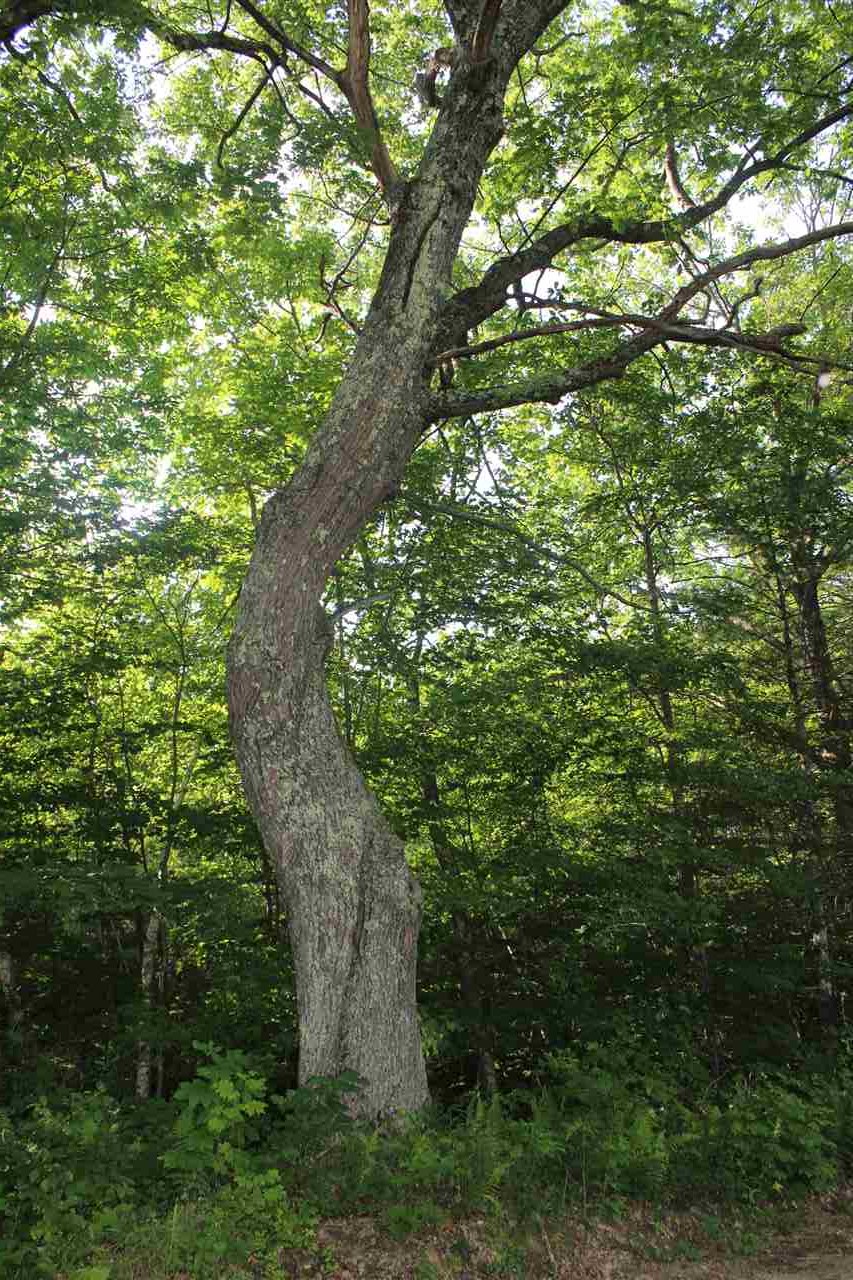 0 Dow Road Gilmanton, NH 03237 - Photo 11 of 17 Gallery Image 11