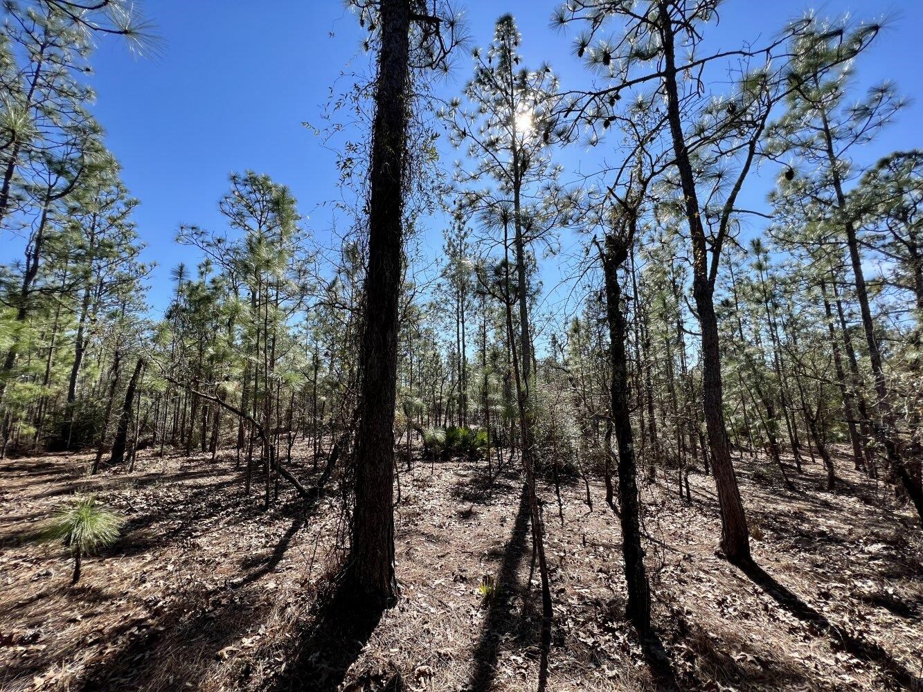 0 Dixon Road Bay Minette, AL 36507 - Photo 23 of 50