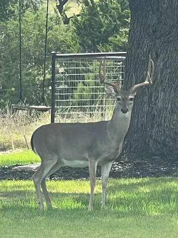 $695,000 | 505 John Price, Blanco, TX 78606