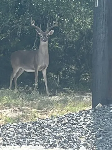 $695,000 | 505 John Price, Blanco, TX 78606