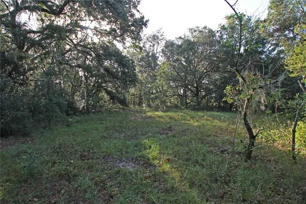 a small garden covered with tall trees