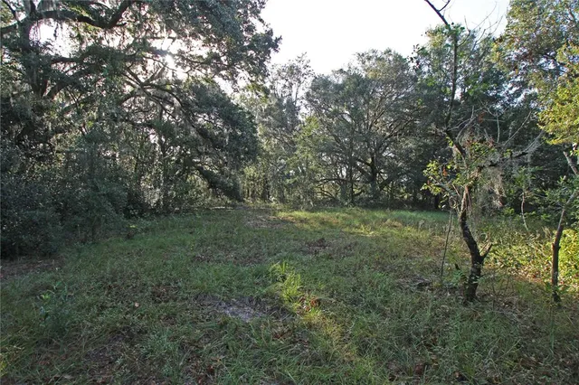 a small garden covered with tall trees