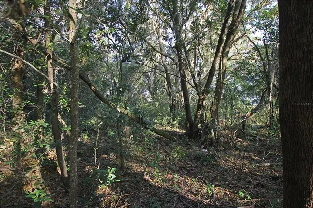 a view of a forest with trees in the background