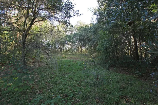 a view of a forest with lots of trees