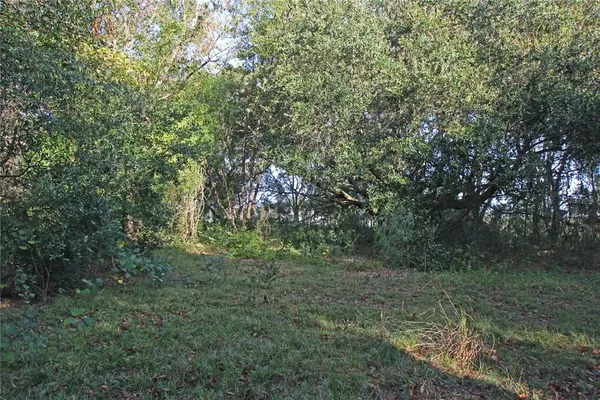 a view of a forest with trees in the background