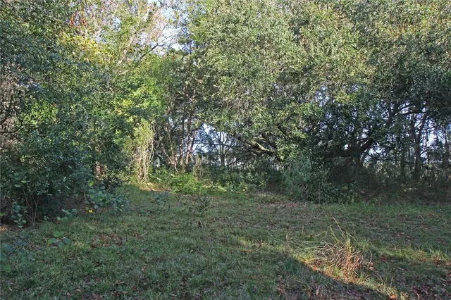 a view of a forest with trees in the background