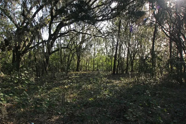 a view of a forest with trees in the background