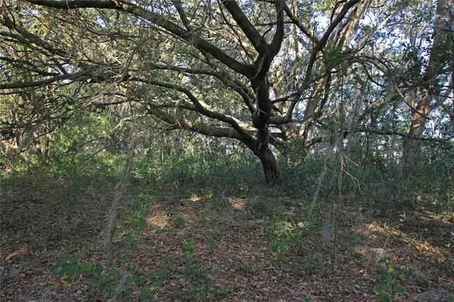 a view of a forest with trees