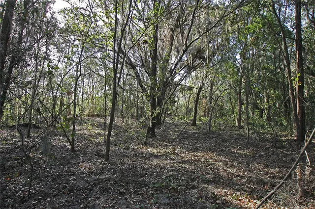 a view of forest