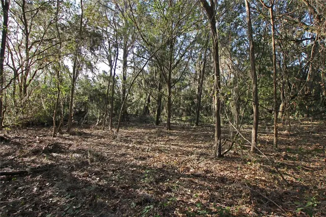 a view of a forest with trees