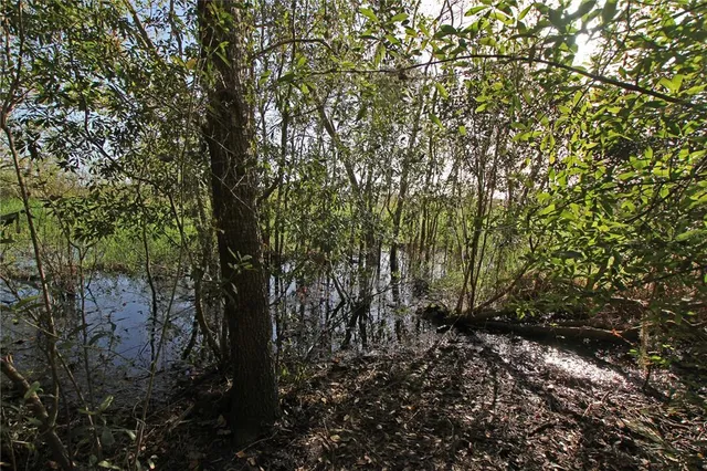 a view of a forest with trees in the background