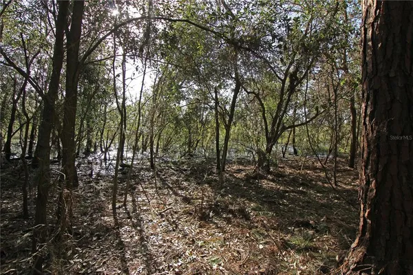 a view of a yard
