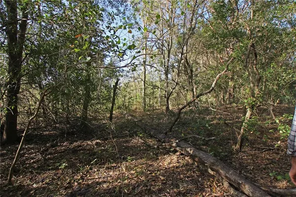 a view of a yard