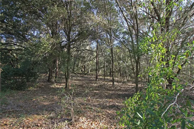 a view of a forest with trees in the background