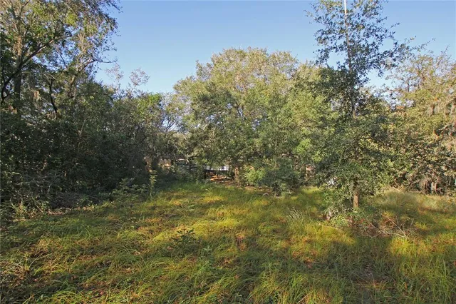 a view of a forest with trees