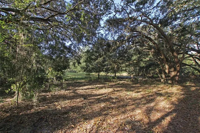 a view of a forest with trees in the background