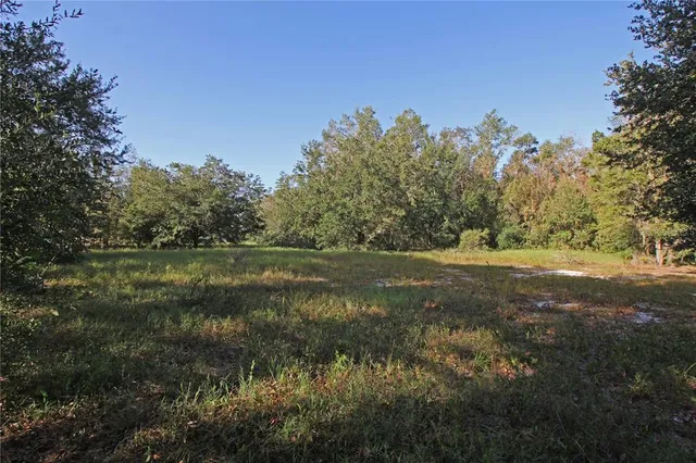 a view of a forest with trees in the background