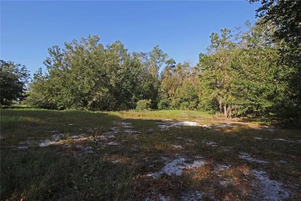 a view of a backyard with large trees