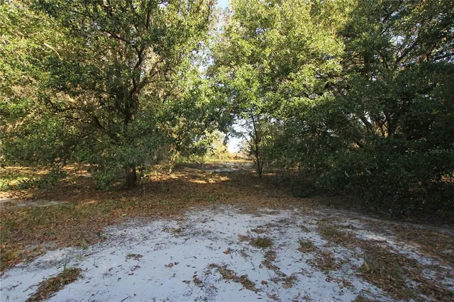 a view of a yard with plants and trees