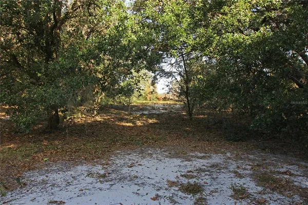 a view of a forest with trees in the background