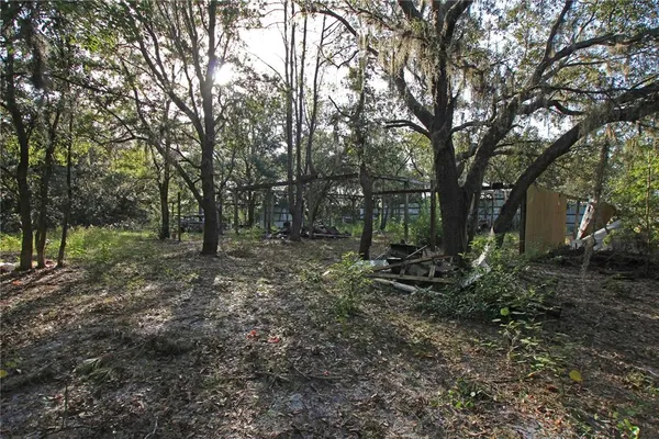 a view of a forest with trees in the background