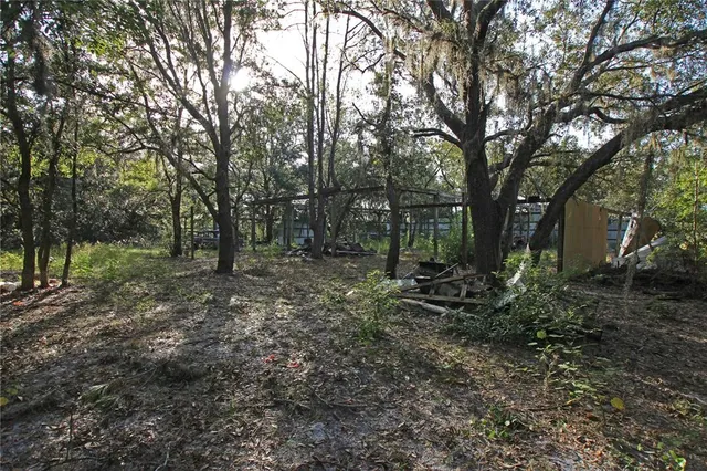 a view of a forest with trees in the background
