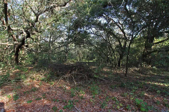 a view of a forest with trees in the background