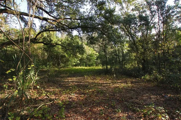 a view of a trees in a yard