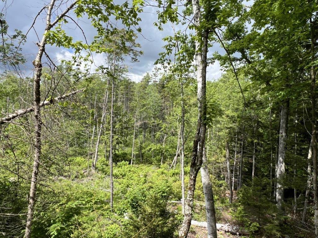 78 Castlewood Road Newcastle, ME 04553 - Photo 3 of 12 10