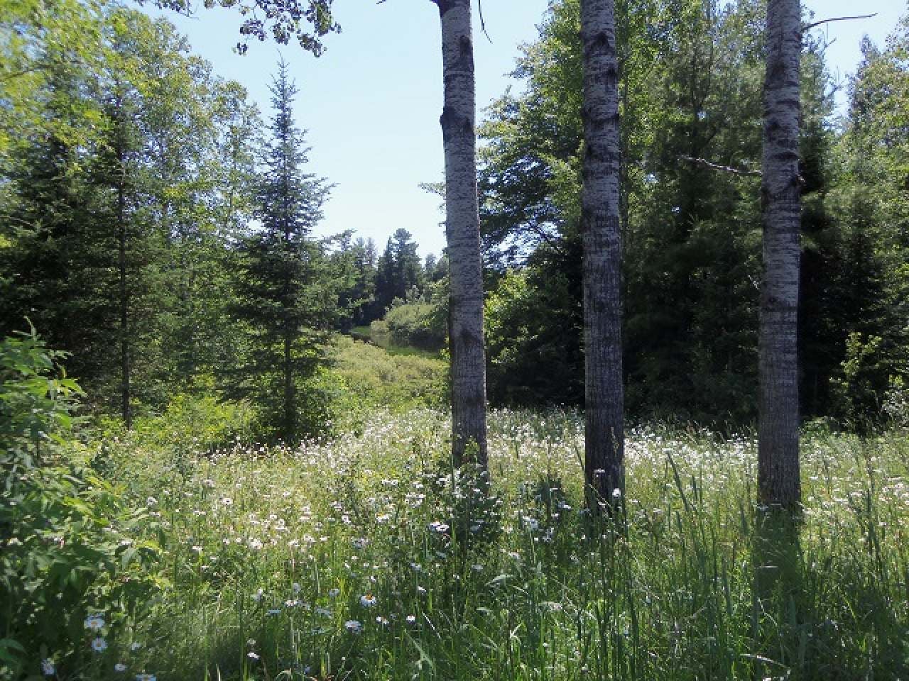 5445 Weber Lake Road Mercer, WI 54547 - Photo 12 of 23 Gallery Image 12